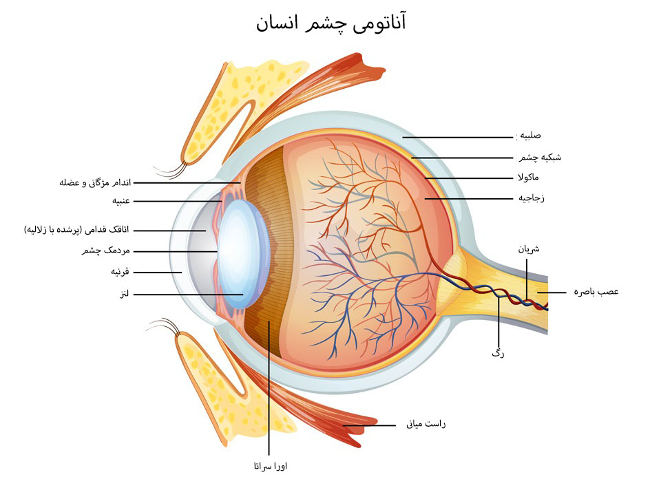 اجزای تشکیل دهنده چشم