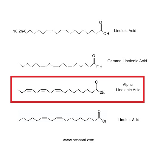 اسید آلفا لینولئیک